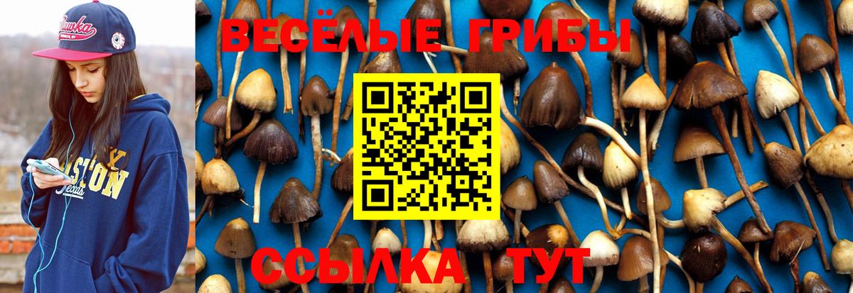 Псилоцибиновые грибы Psilocybine cubensis  Вход с VPN  Дятьково  купить закладку  Галлюциногенные грибы GOLDEN TEACHER 